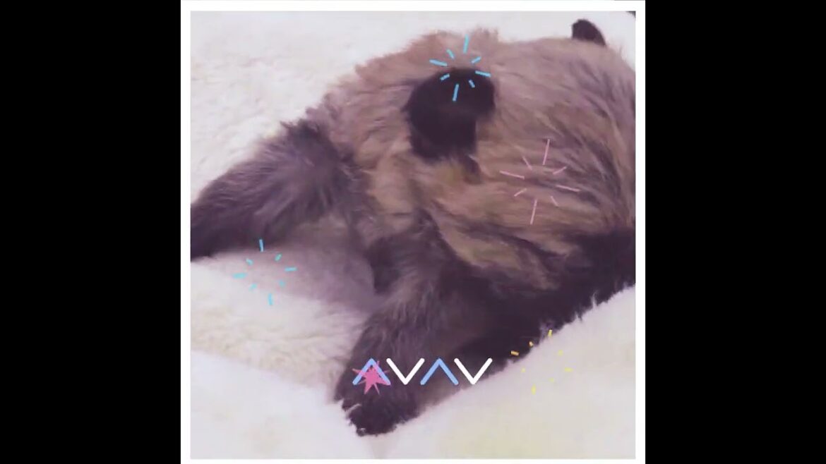 ケアーンテリアの赤ちゃん ケアーンテリアの赤ちゃん