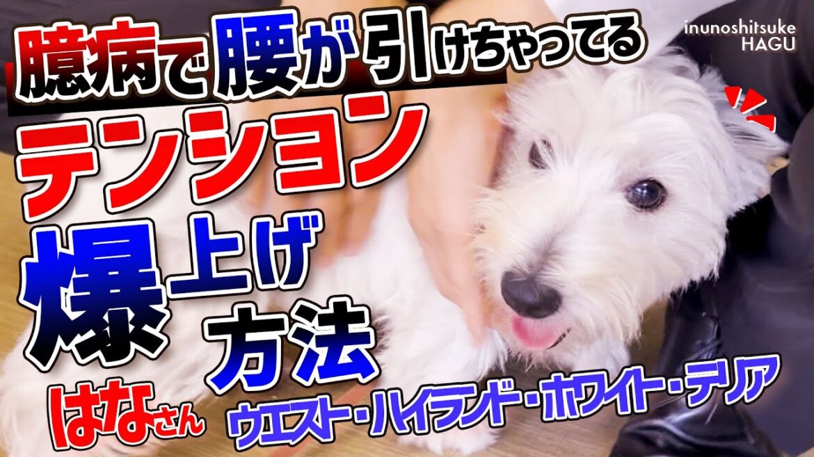 触られると嬉ションが…！気を使ったトレーニングをするウエスト・ハイランド・ホワイト・テリアさん