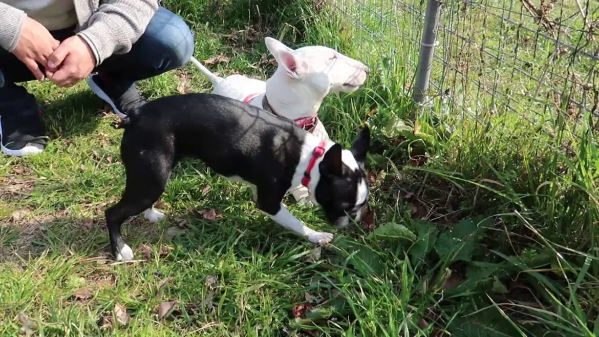 愛犬ハチ(Ｍブルテリア)★ボストン・テリア HACHI the miniature bullterrier with Boston terrier