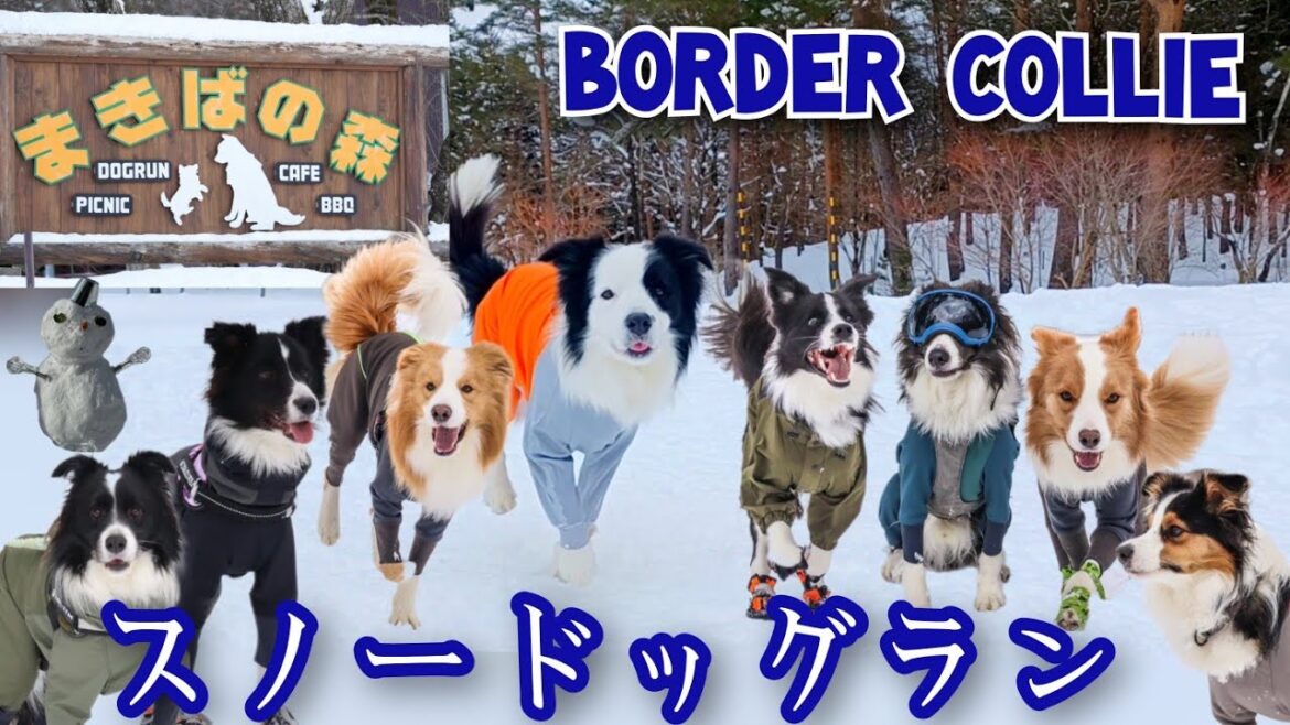 スノードッグランを満喫する犬たち【まきばの森/ボーダーコリー】