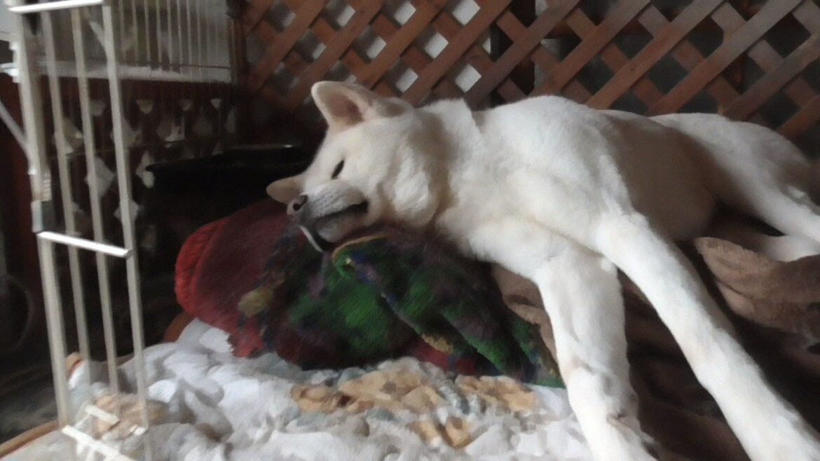 【秋田犬ゆうき】イマイチやる気のない朝はフードも食べずおやつだけを食べ抱っこで二度寝する【akita dog】