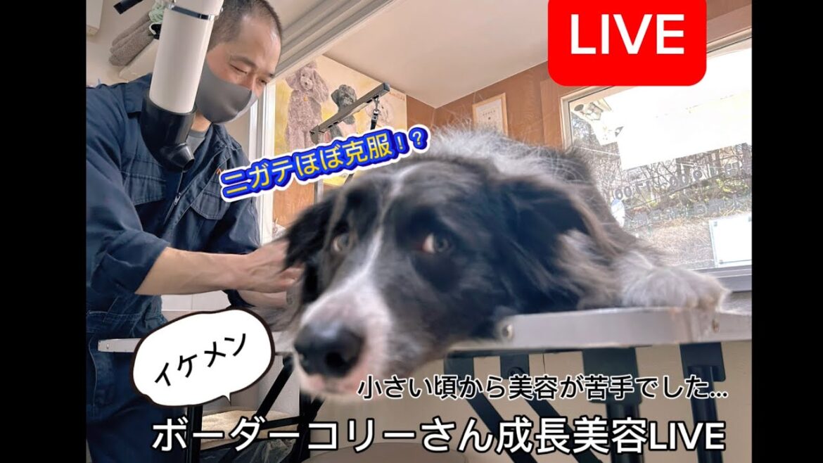 当初美容ニガテだったB•コリーさんここまで成長したよLIVE!10時45分頃まで 当初美容ニガテだったB•コリーさんここまで成長したよLIVE!10時45分頃まで