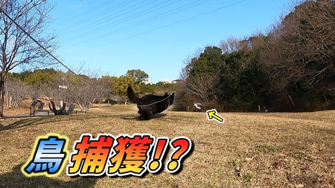 【甲斐犬】公園で遊んでたら鳥を見つけてロケットスタート!!