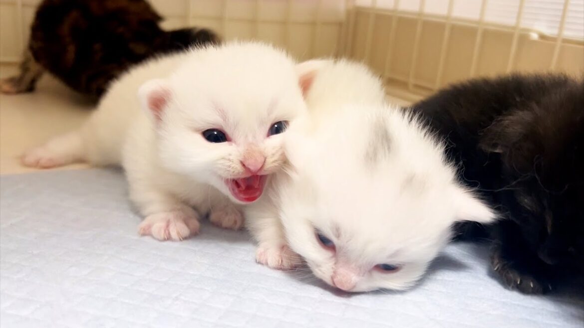 【マンチカンの子猫】引っ越してギャン泣きする子猫の横で寝る子猫の件 ~猫のいる生活Vol.881~出産動画 マンチカン短足・ミヌエット・ペルシャ猫専門ブリーダー『ペット蔵人』【子猫の成長記録】 【マンチカンの子猫】引っ越してギャン泣きする子猫の横で寝る子猫の件 ~猫のいる生活Vol.881~出産動画 マンチカン短足・ミヌエット・ペルシャ猫専門ブリーダー『ペット蔵人』【子猫の成長記録】