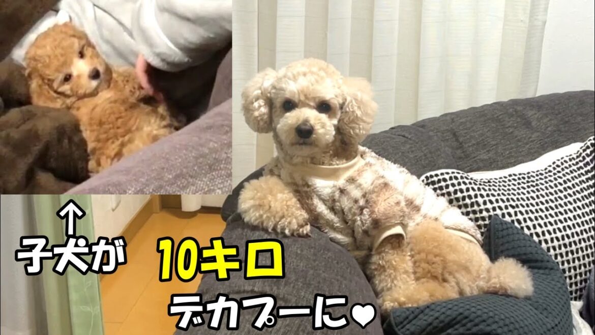 昔を振り返ってみると違い過ぎるw大きいトイプードル【デカプー】【トイプードルのロアくん】【toy poodle】