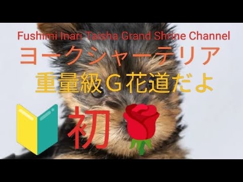 【犬】🌹重量級G花道🌹ヨークシャーテリアだよ。 【犬】🌹重量級G花道🌹ヨークシャーテリアだよ。