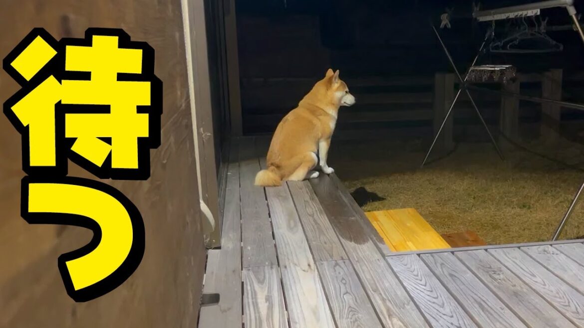 入院した妹柴犬の帰りを待ち続ける姉柴犬…初めて姉妹が離れて過ごす1日 入院した妹柴犬の帰りを待ち続ける姉柴犬…初めて姉妹が離れて過ごす1日