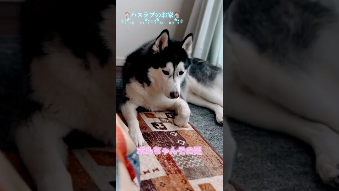 【大型犬の多頭飼い】癖のある座り方のハスキー犬 #シベリアンハスキー #shorts 【大型犬の多頭飼い】癖のある座り方のハスキー犬 #シベリアンハスキー #shorts