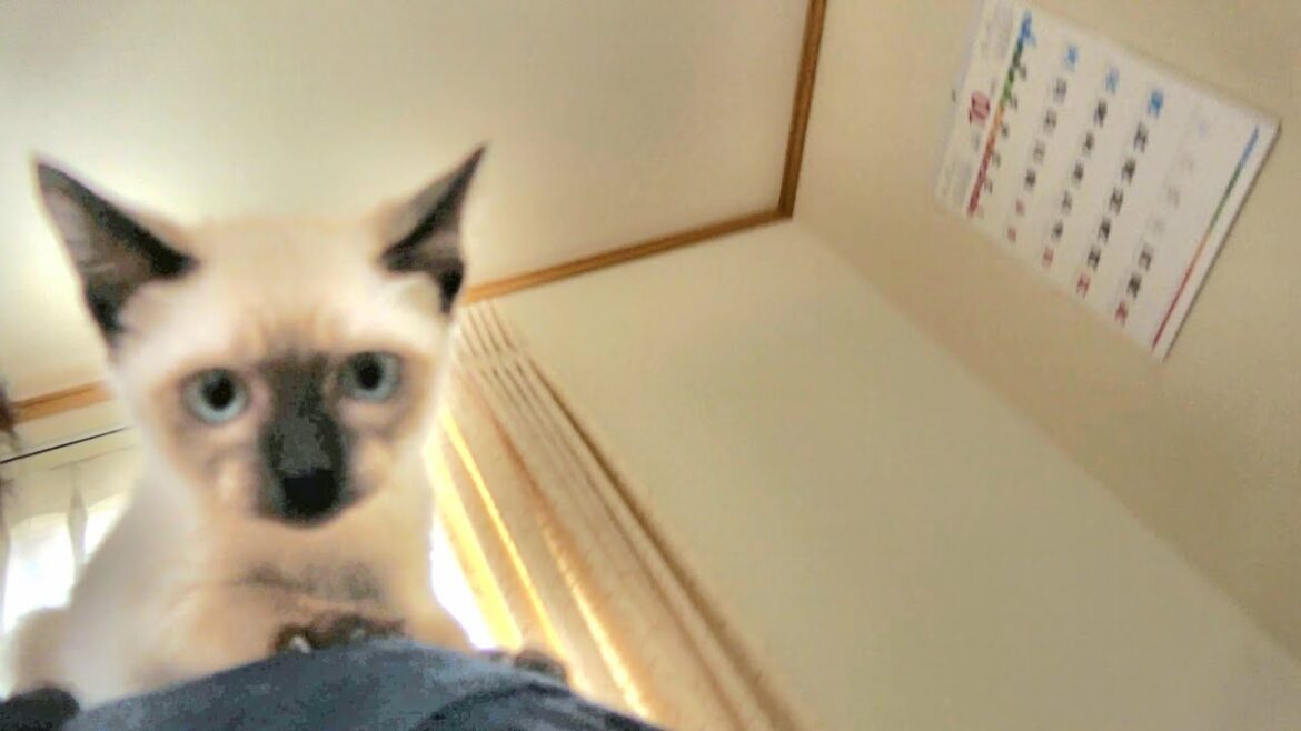 肩によじ登って来たシャム子猫に下りてと頼んだら左右に逃げられ💦