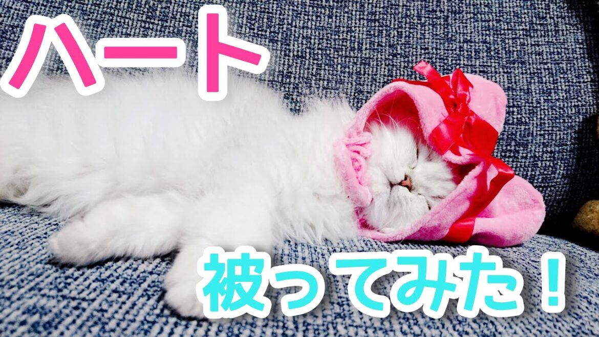 ペルシャ猫のミルヒとハートの被り物