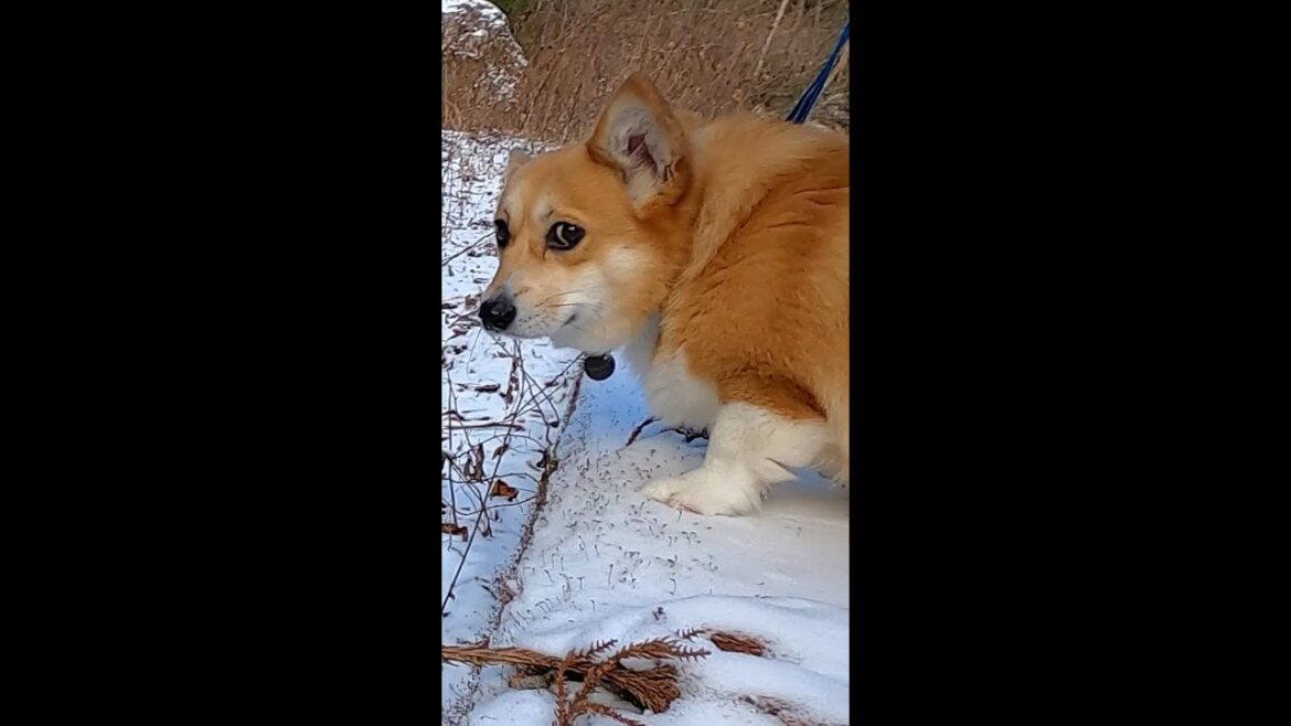 沢を覗き込むコーギー /Sakura the corgi looks into the stream #コーギー #sakura #corgi