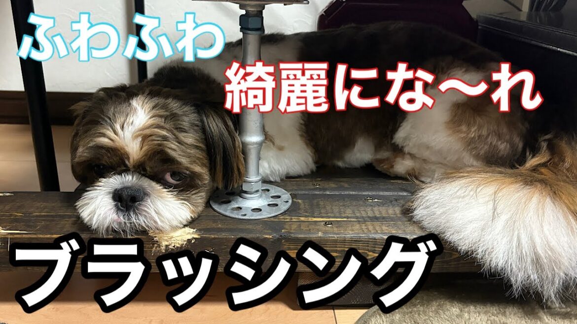 【シーズー犬】マロンのブラッシング！気持ちよさそうな顔が満載です