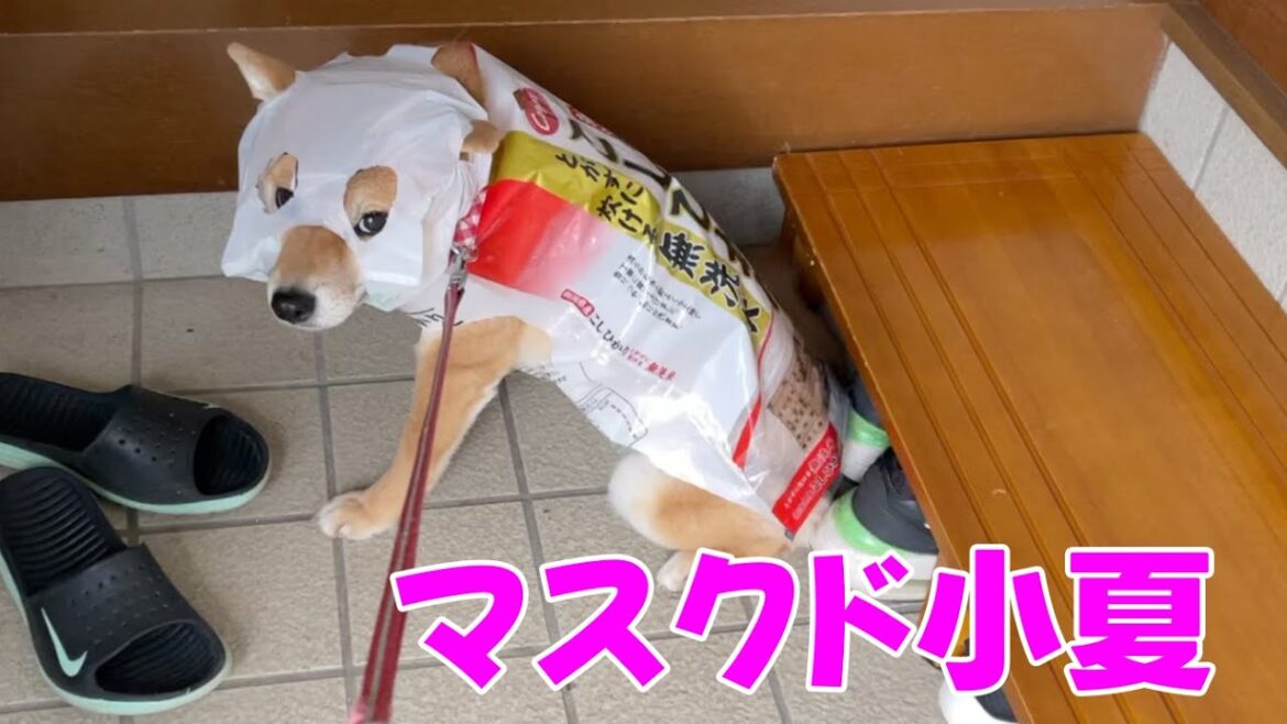 雨なので謎のレスラーマスクド小夏で出発したものの