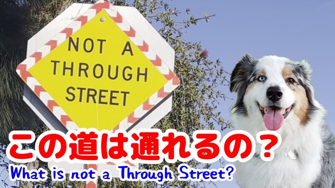 愛犬とお花に買いに行ったはずが・・・【オーストラリアンシェパード】