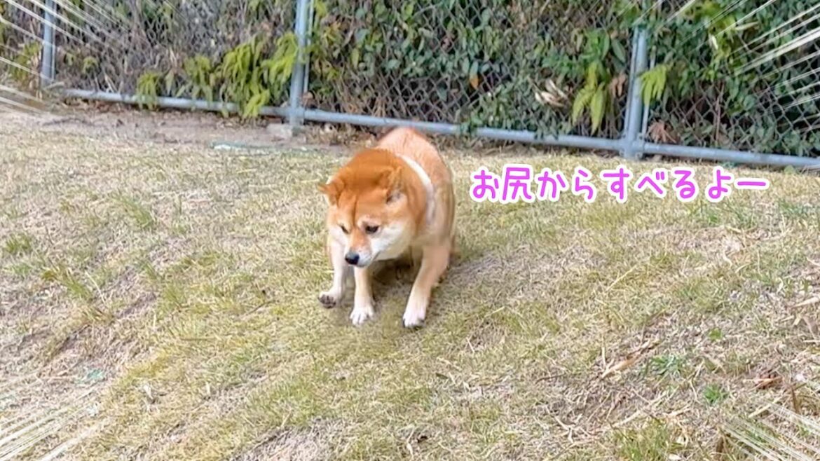斬新な滑り方で注目を浴びたい柴犬wwww 斬新な滑り方で注目を浴びたい柴犬wwww