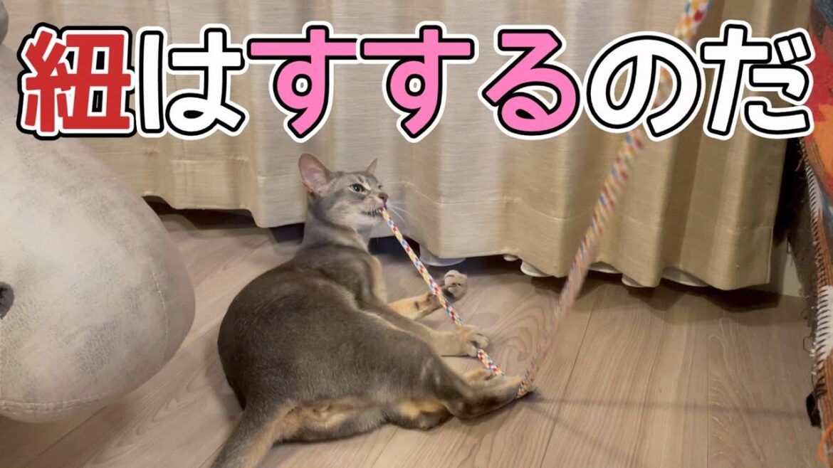 ひも系のおもちゃで遊ぶとラーメンのごとくすする猫さんがこちらです♡