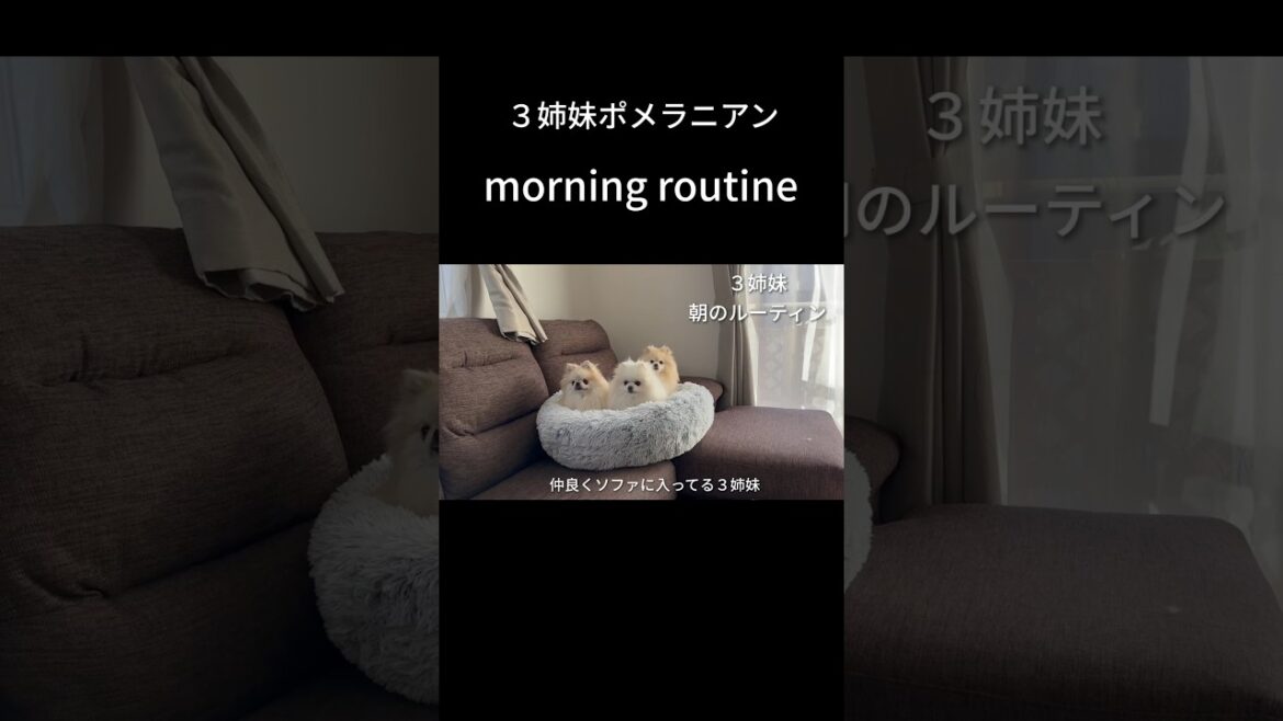 仲良し３姉妹ポメラニアンの激かわモーニングルーティン #pomeranian