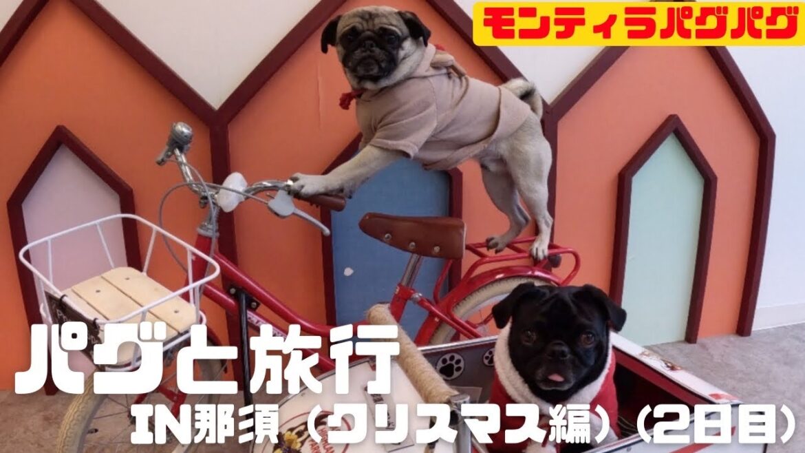 パグと旅行 in 那須　クリスマス編（2日目）【モンティラパグパグ（pug2）】