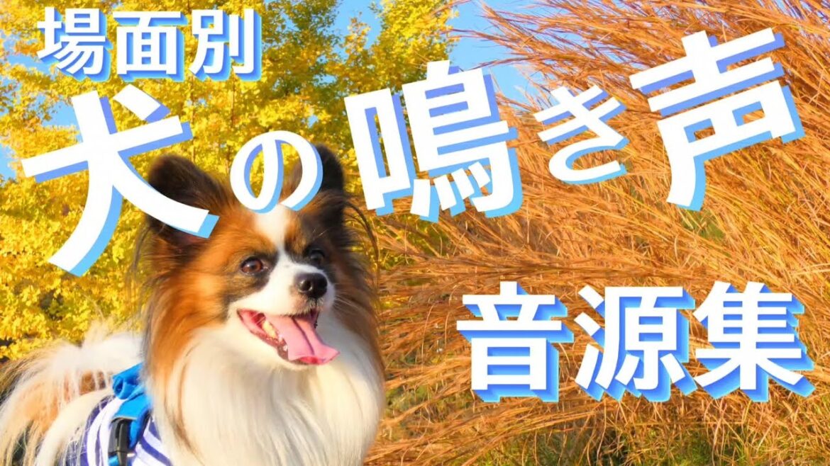 【犬の鳴き声 】音源集 我が家のパピヨン犬の面白い鳴き声を集めました 【パピヨン鳴き声】犬が反応する音 【犬の鳴き声 】音源集 我が家のパピヨン犬の面白い鳴き声を集めました 【パピヨン鳴き声】犬が反応する音