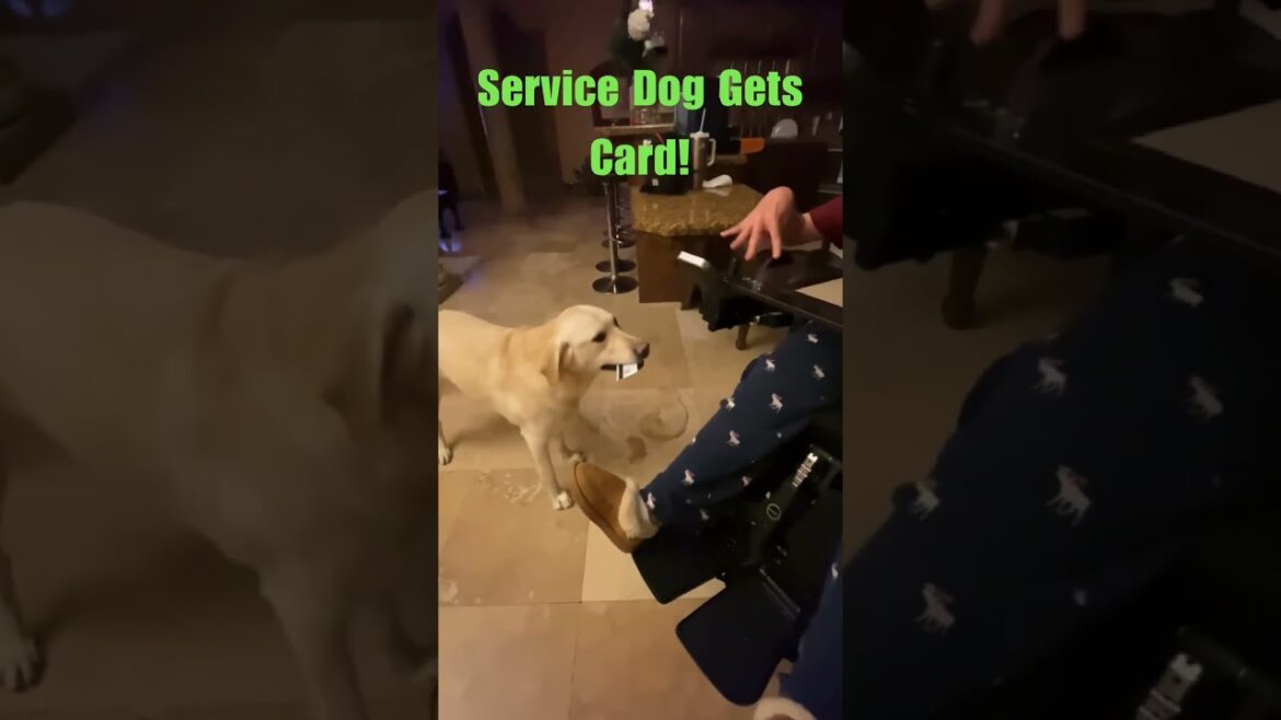 Service Dog saves the day #shorts