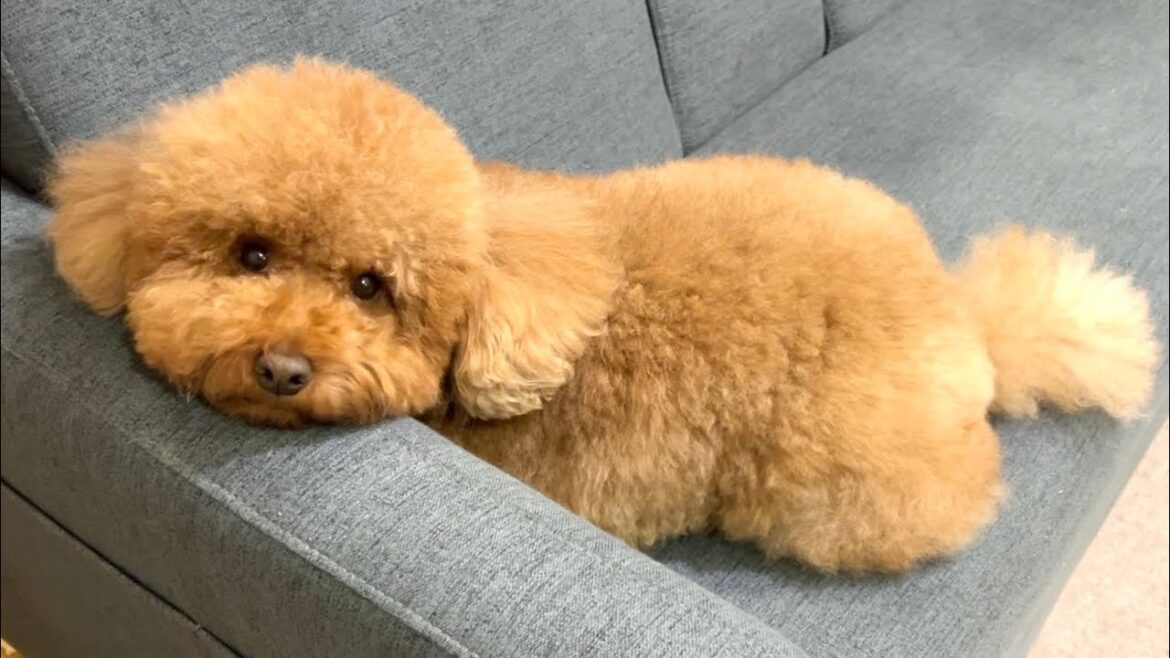 おもちゃ壊して反省中の表情か?それ。【トイプードル】 おもちゃ壊して反省中の表情か?それ。【トイプードル】