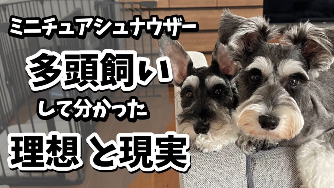 ミニチュアシュナウザー多頭飼いの理想と現実:我が家のリアルをお伝えします ミニチュアシュナウザー多頭飼いの理想と現実:我が家のリアルをお伝えします