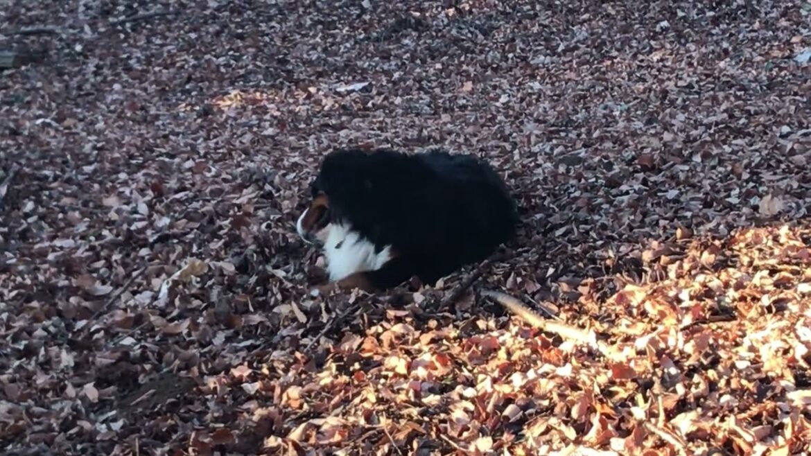 026 もふもふ小太郎🐶山の散歩🍂  #bernesemountaindog #視聴回数に不具合