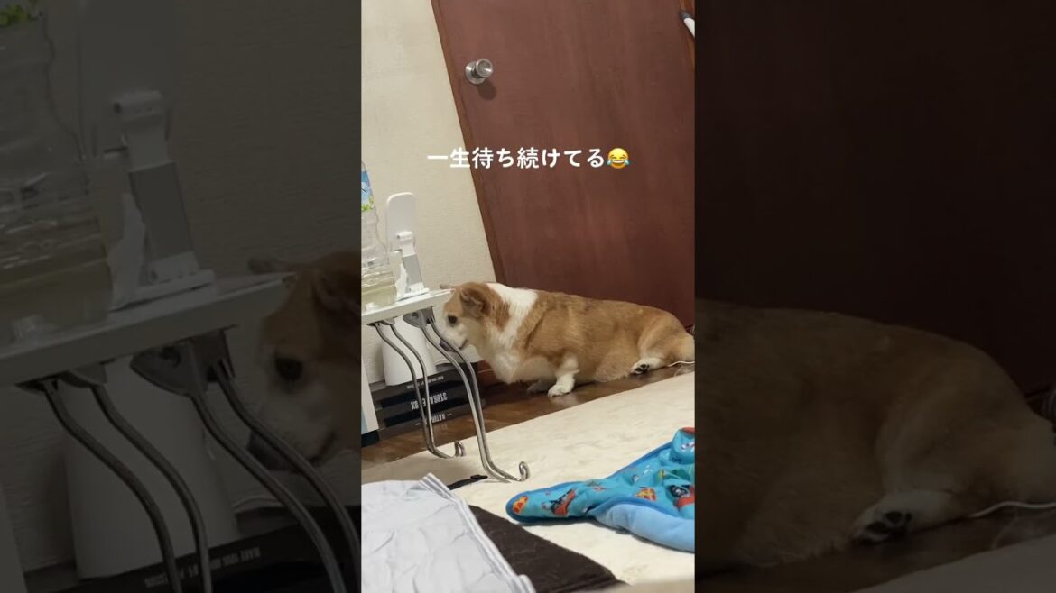 お留守番カメラに恋しました #くきたん くきたん #dog