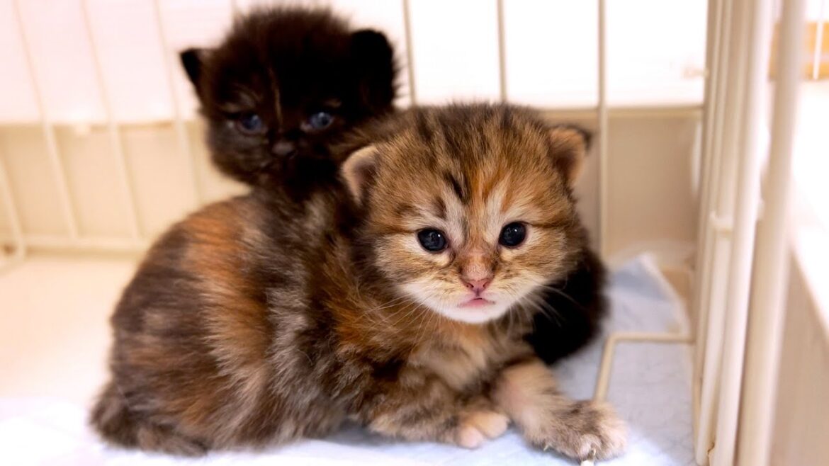 【マンチカンの子猫】手がかかる子猫の典型的な例がいる件 ～猫のいる生活Vol.882～出産動画 マンチカン短足・ミヌエット・ペルシャ猫専門ブリーダー『ペット蔵人』【子猫の成長記録】
