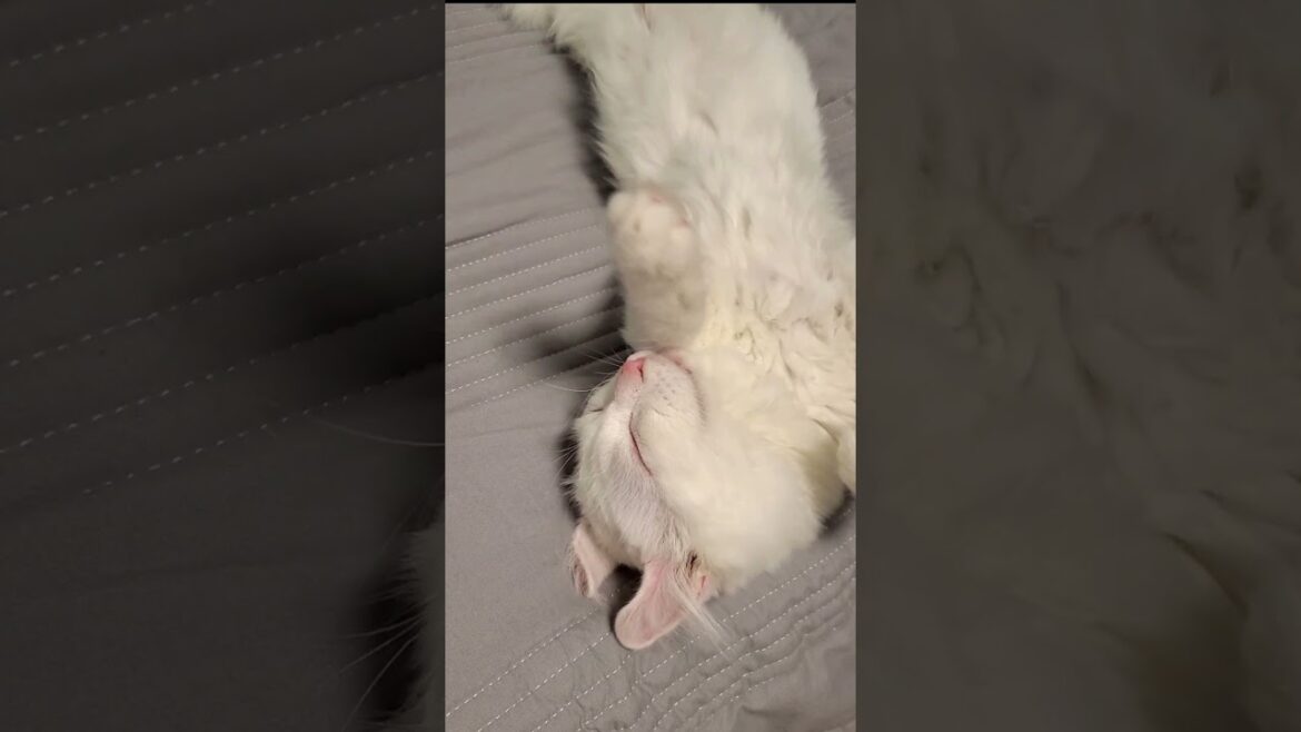 伸びがかわいすぎるアメリカンカールの子猫 #shorts #アメリカンカール #子猫