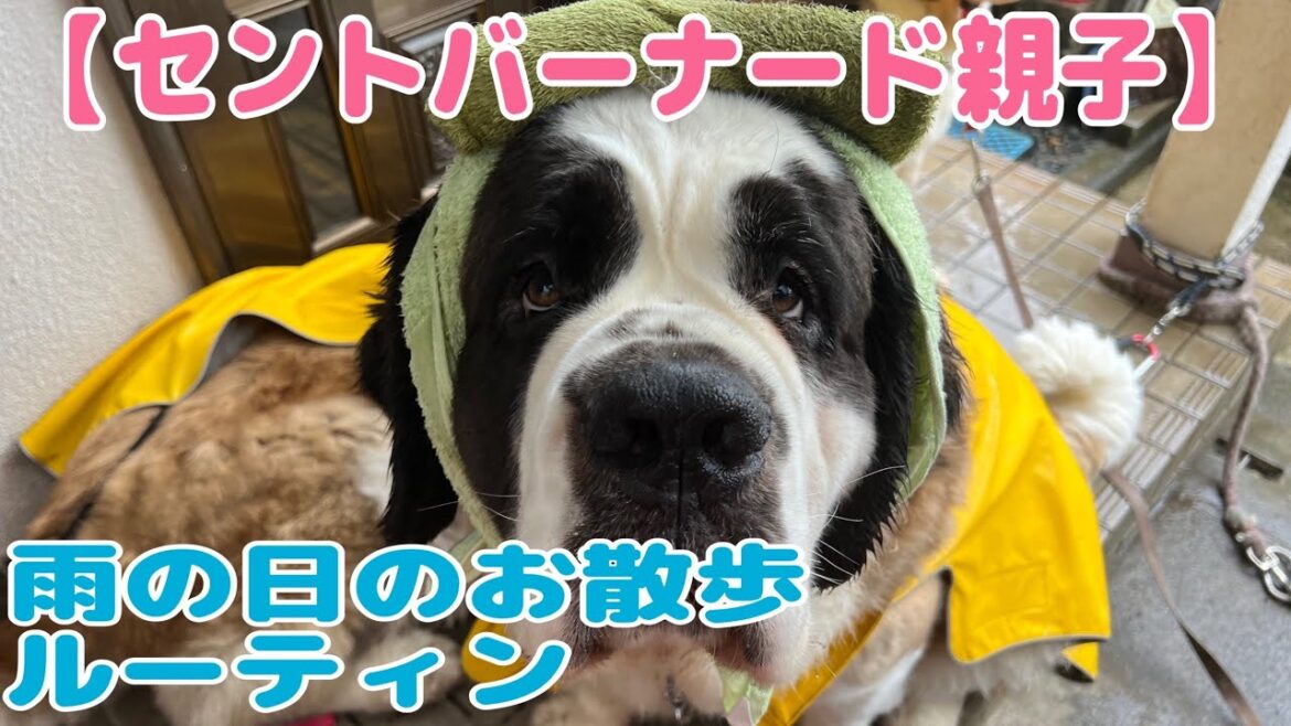 【セントバーナード】雨の日のお散歩では、カッパを着て帰ってきたら手足を洗ってブラッシングをするのがルーティン。胴回り140㎝ある、とと君が着れるカッパが見当たらないので欲しいです。 【セントバーナード】雨の日のお散歩では、カッパを着て帰ってきたら手足を洗ってブラッシングをするのがルーティン。胴回り140㎝ある、とと君が着れるカッパが見当たらないので欲しいです。