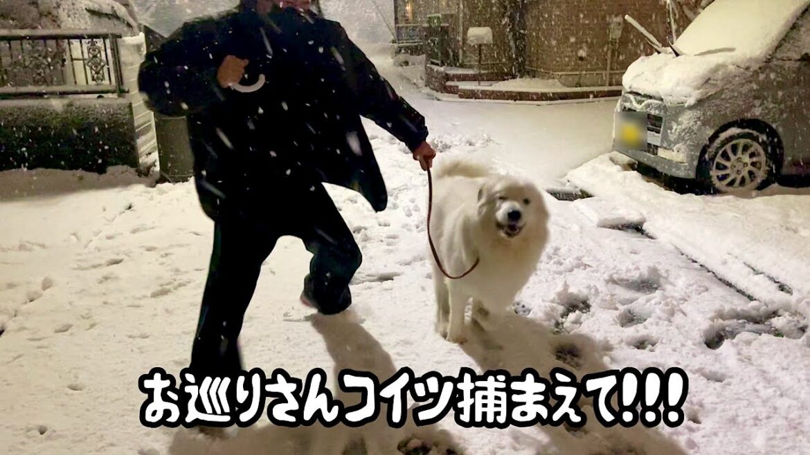 雪でテンション爆上げの超大型犬にひき逃げされました【大事故編】