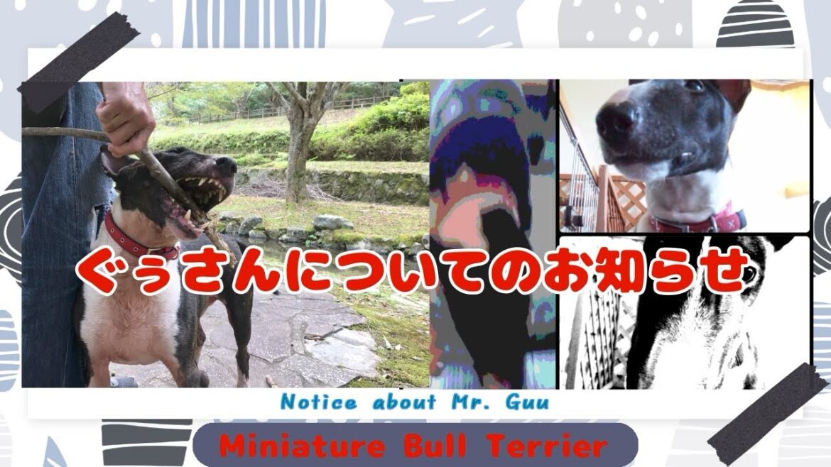 【ミニチュアブルテリア】ぐぅさんについてご報告