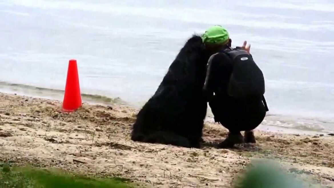 ニューファンドランド マーリー2013 ウォーターダミーのレトリーブ