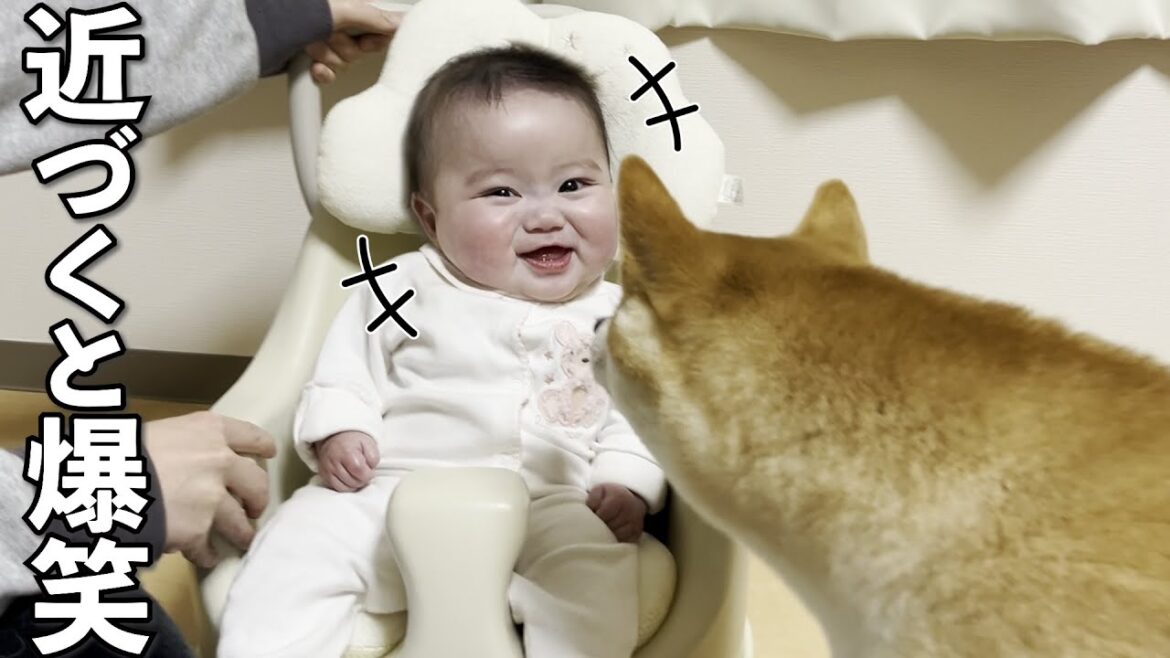 柴犬が近づいただけで驚くほど大爆笑する赤ちゃん 柴犬が近づいただけで驚くほど大爆笑する赤ちゃん