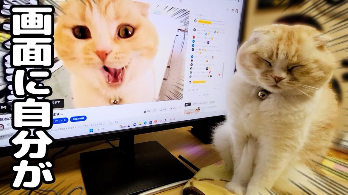 こっそりプレミア配信に参加してた猫がこちらです...笑
