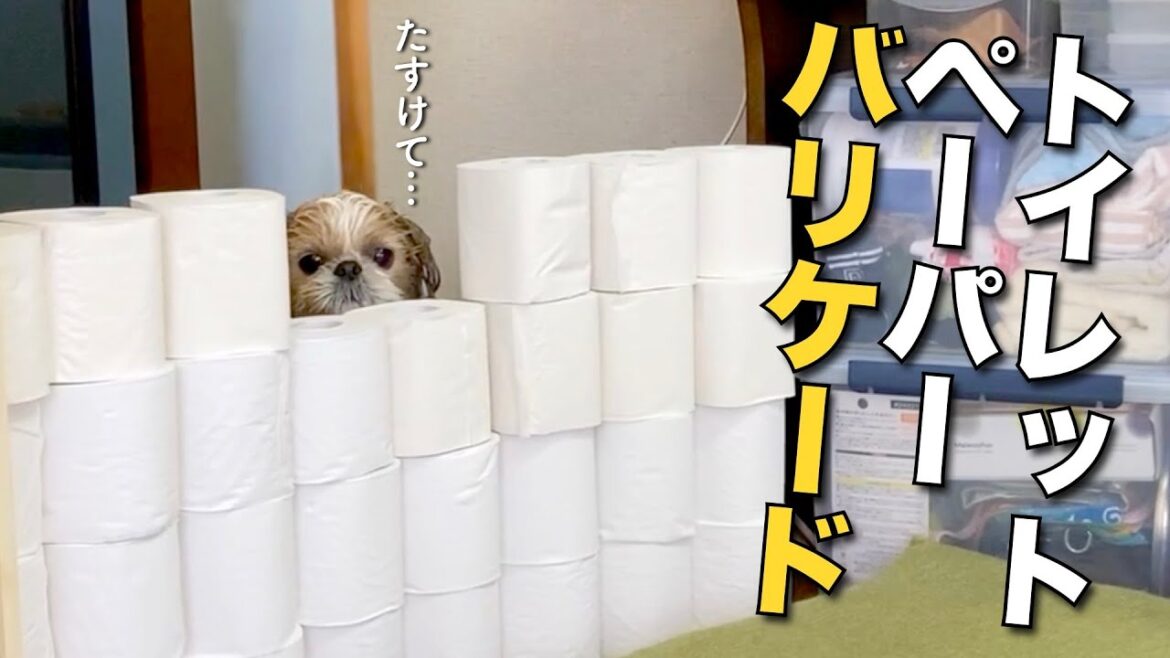 【シーズー】お風呂上がりの暴れん坊に、トイレットペーパーバリケードを築いてみた結果！（今日のオトンクッキングはレシピを読み解く練習、鮭の南蛮漬け編）【309】
