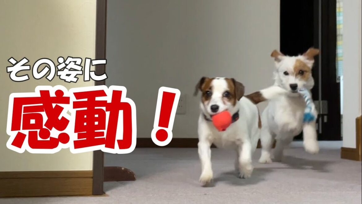 【ここだよ！】妹犬のお世話を焼く姉犬がおもしろかわいい