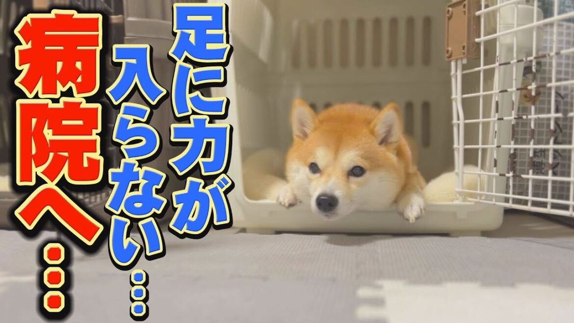【謎の症状】突然、兄柴と妹柴が歩けなくなりました・・・ 【謎の症状】突然、兄柴と妹柴が歩けなくなりました・・・