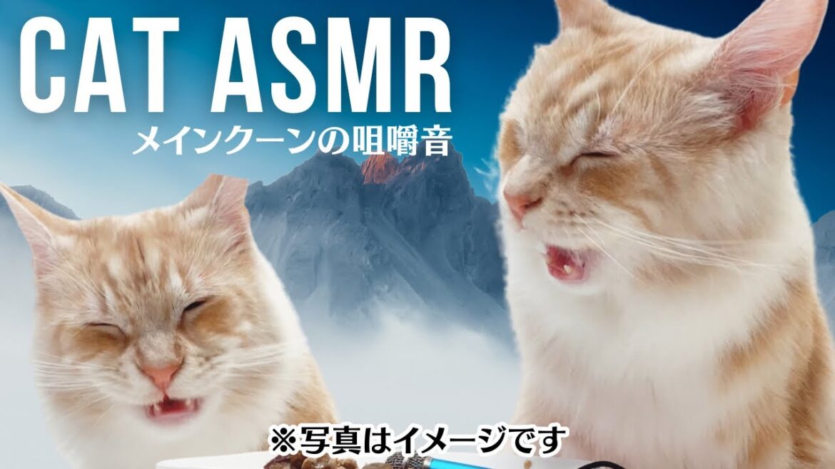 【猫ASMR】迫力満点！メインクーンの夜食！！うちの子の食事はいつも激しいです（笑）【咀嚼音】mainecoon cat eating sound