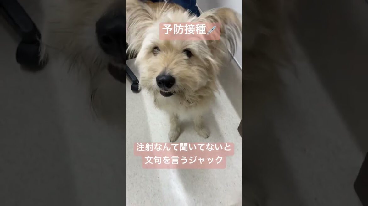 【雑種犬】この後お利口に注射されました👏#shorts  #雑種犬 #予防接種