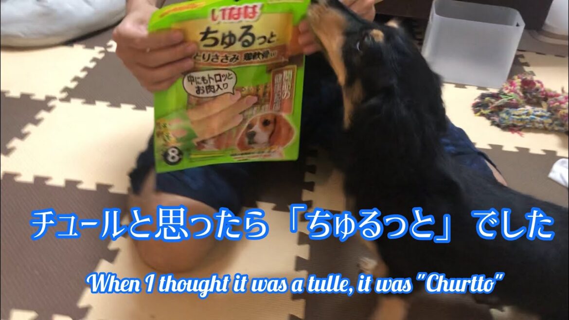 チュールっぽいおやつを食べるミニチュアダックスフンドのブラックタンの子犬! チュールっぽいおやつを食べるミニチュアダックスフンドのブラックタンの子犬!