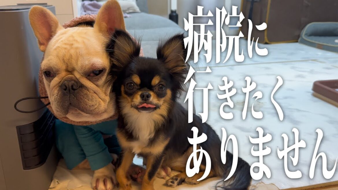 【病院】月に1回の病院の日!テンションが下がる先住犬とノリノリの後輩犬たちが面白いw 【病院】月に1回の病院の日!テンションが下がる先住犬とノリノリの後輩犬たちが面白いw