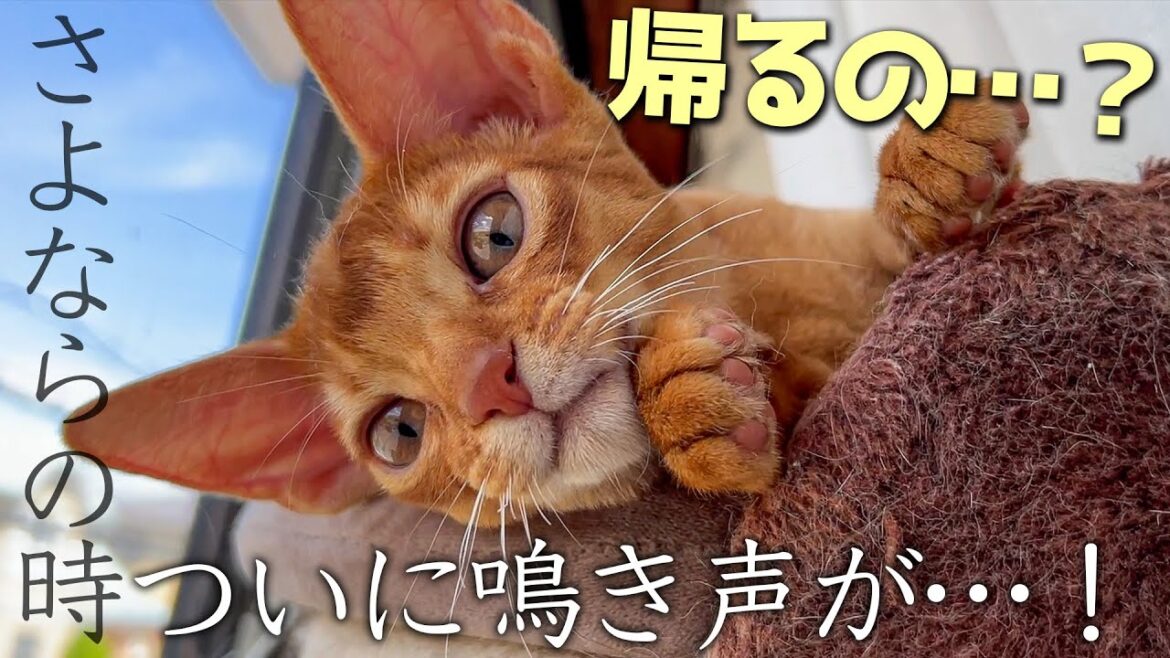 実家の猫たちと過ごす涙の別れの日。一生に数回しか鳴かない猫が初めて鳴きました…！！
