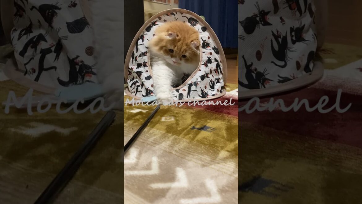 トンネルの向こうからジワリ #shorts  #猫 #アメリカンカール #cat