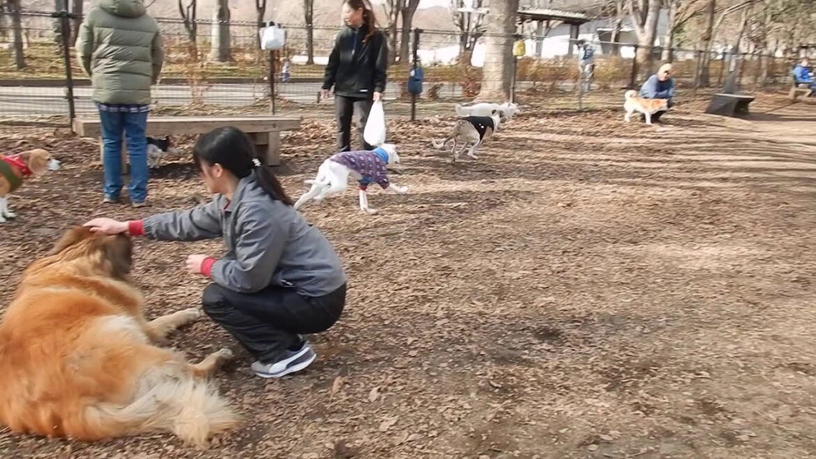 サルーキ　ぽぽ！年初めの小布施ドッグラン♪（Saluki）