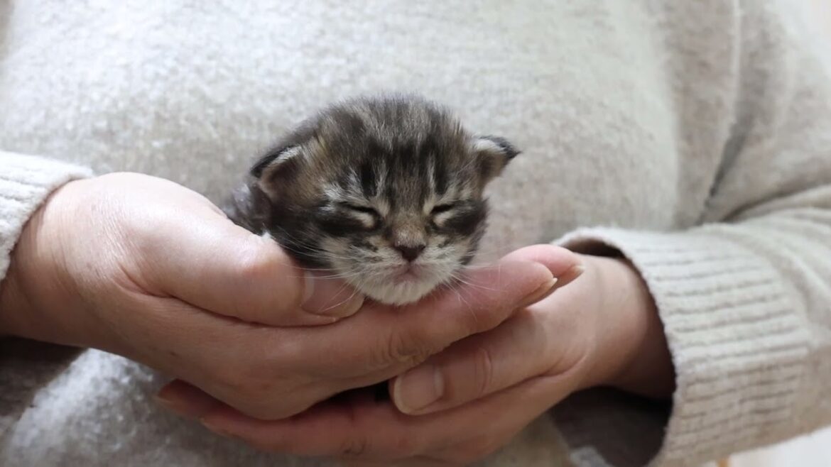 生後14日メインクーン子猫の蓮君
