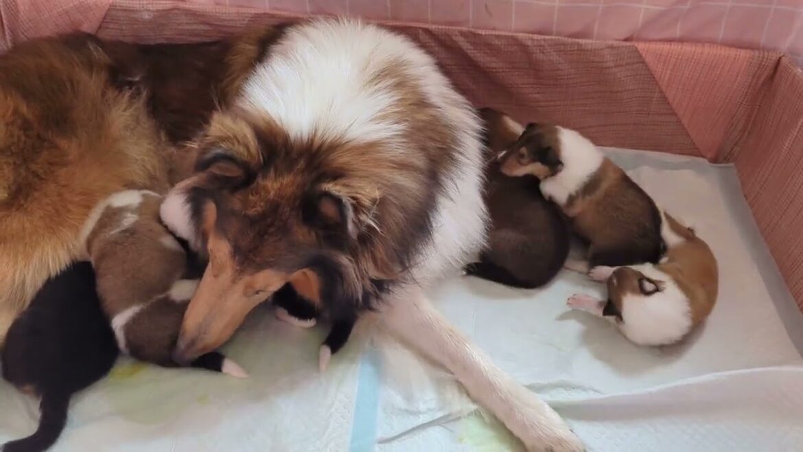 ラフコリーMotherlakecollies　メルの子犬達　16日目20231114