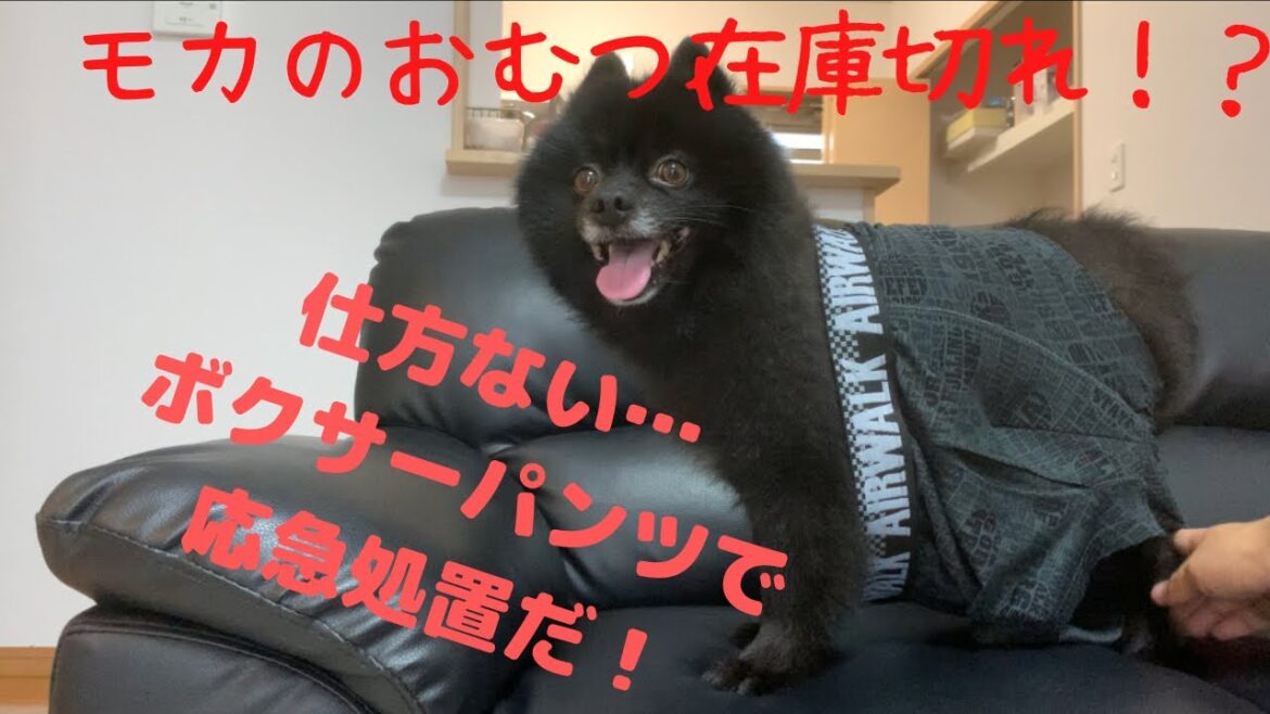 オムツ切れ!?ボクサーパンツを履かされるポメラニアン【黒　ポメラニアン　モカ】