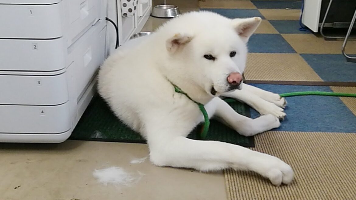 わさび配信！